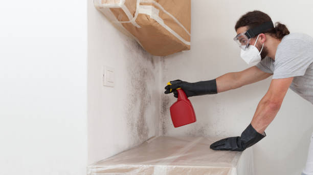 Basement Mold Remediation treatment on basement walls in Red Feather Lakes