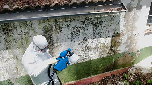 Mold Remediation service in Red Feather Lakes, Red Feather Lakes, CO